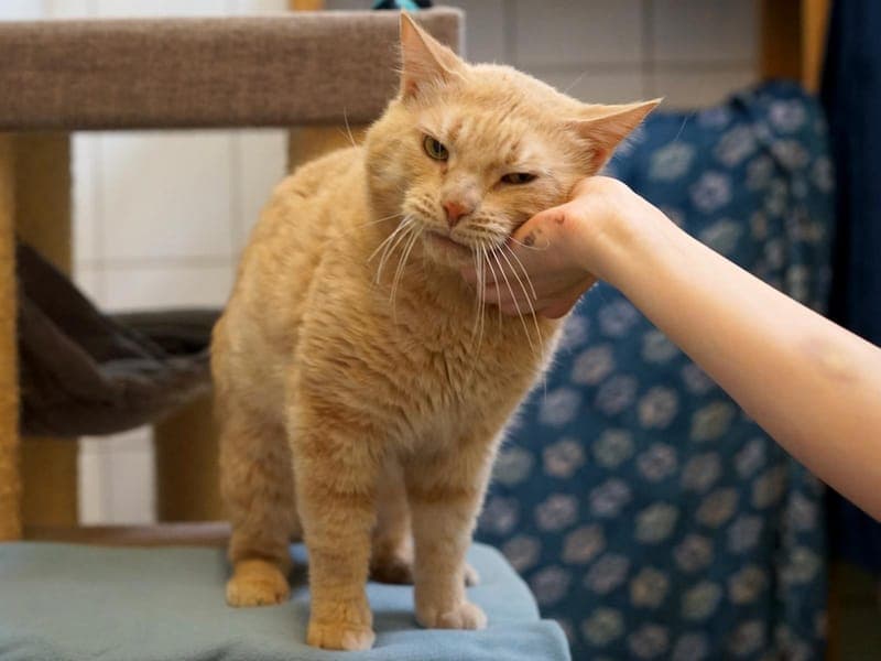 Orlando - Katze zur Adoption aus Hamburger Tierschutzverein
