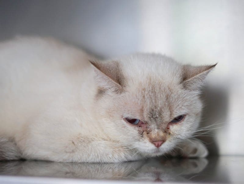 Paprika - Katze zur Adoption aus Hamburger Tierschutzverein