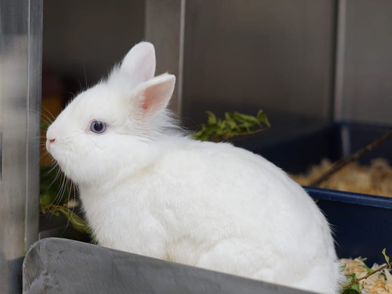 Pennywise - Kleintier zur Adoption aus Hamburger Tierschutzverein