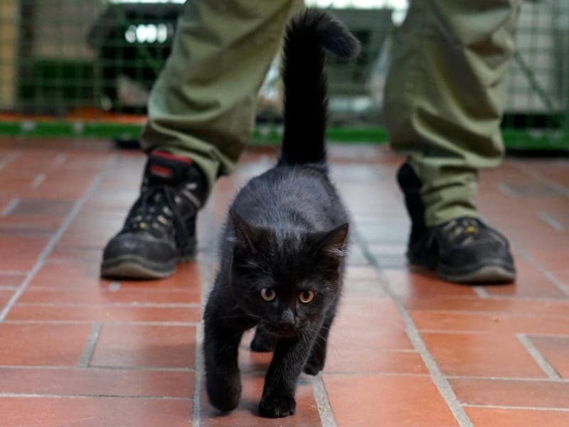 Pille - Katze zur Adoption aus Hamburger Tierschutzverein