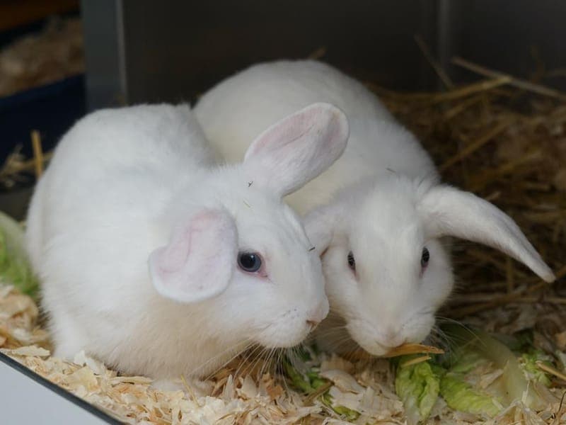 Pomona Sprout & Madam Pomfrey - Kleintier zur Adoption aus Hamburger Tierschutzverein