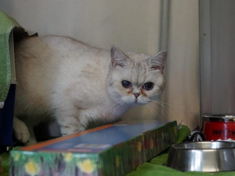 Purzel - Katze zur Adoption aus Hamburger Tierschutzverein