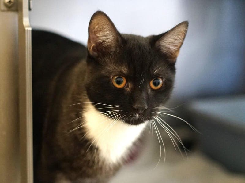 Radio - Katze zur Adoption aus Hamburger Tierschutzverein