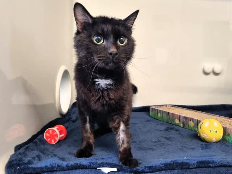 Razumi - Katze zur Adoption aus Hamburger Tierschutzverein