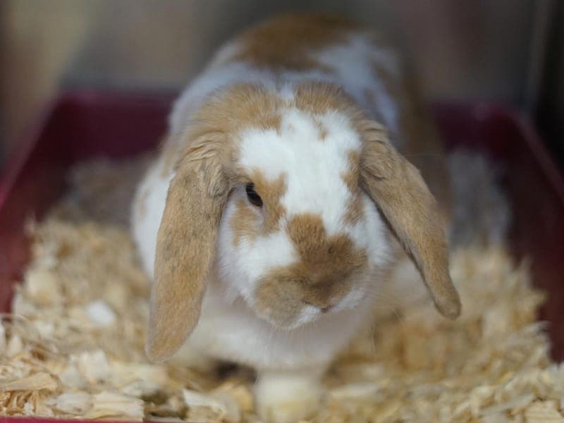 Remus Lupin - Kleintier zur Adoption aus Hamburger Tierschutzverein