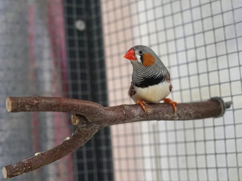 Robert & seine Freunde - Vogel zur Adoption aus Hamburger Tierschutzverein
