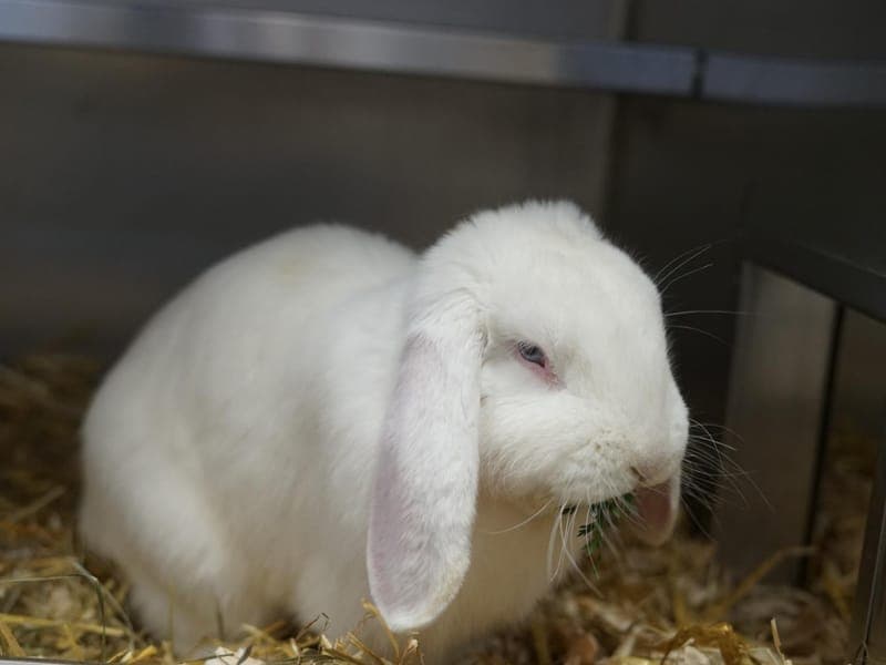 Rubeus - Kleintier zur Adoption aus Hamburger Tierschutzverein