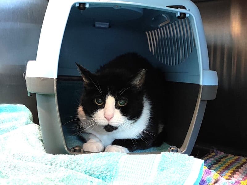 Samira - Katze zur Adoption aus Hamburger Tierschutzverein