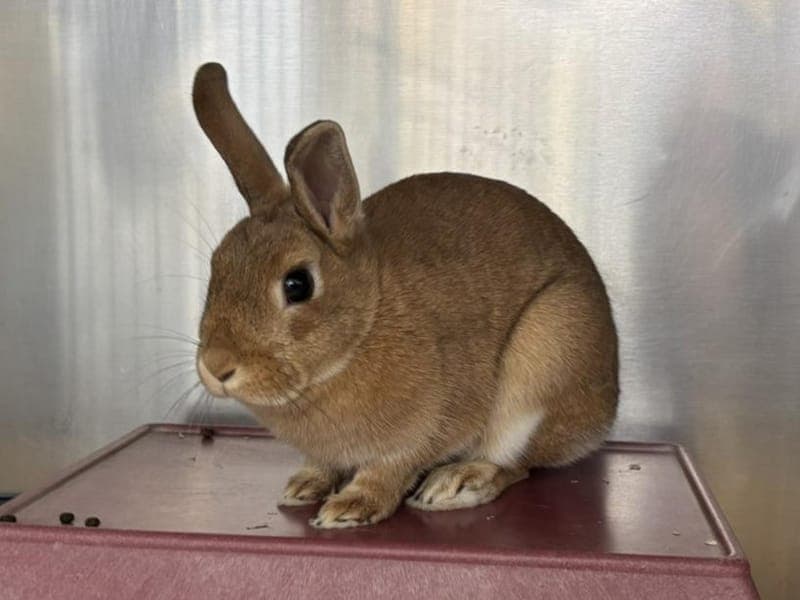 Sasu - Kleintier zur Adoption aus Hamburger Tierschutzverein
