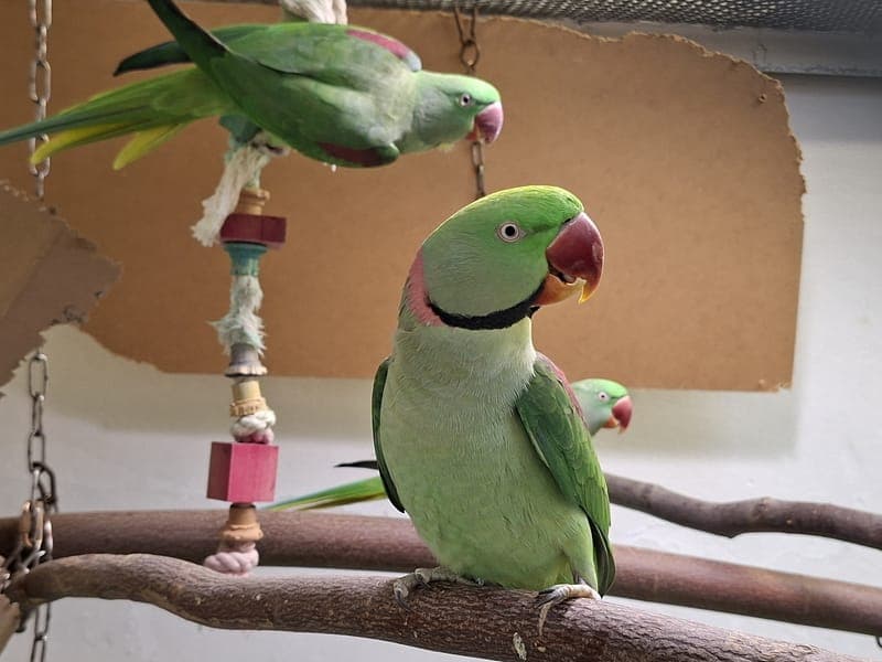 Schiefschnabel - Vogel zur Adoption aus Hamburger Tierschutzverein