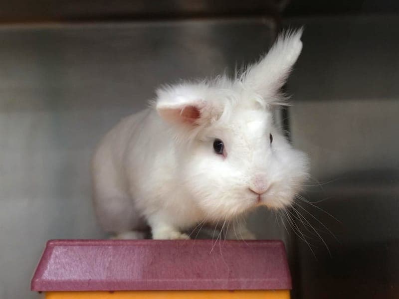 Schoki - Kleintier zur Adoption aus Hamburger Tierschutzverein