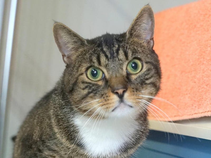 Scotty - Katze zur Adoption aus Hamburger Tierschutzverein