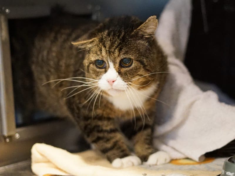 Semmel - Katze zur Adoption aus Hamburger Tierschutzverein