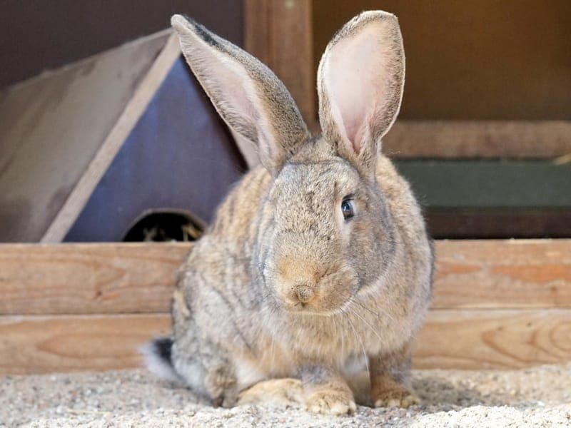 Siggi - Kleintier zur Adoption aus Hamburger Tierschutzverein