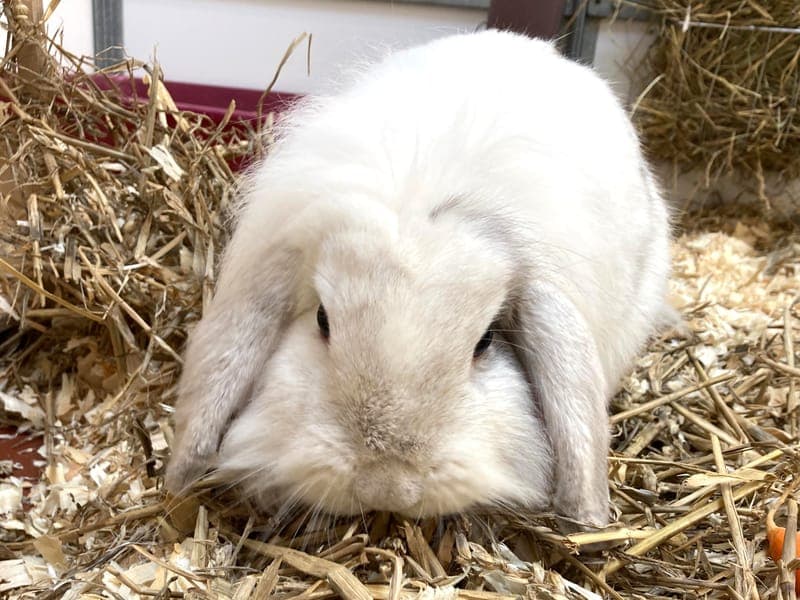 Snickers - Kleintier zur Adoption aus Hamburger Tierschutzverein