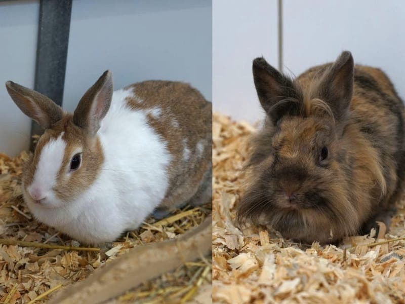 Stränchen & Keks - Kleintier zur Adoption aus Hamburger Tierschutzverein