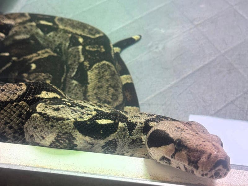 Susi - Exot zur Adoption aus Hamburger Tierschutzverein