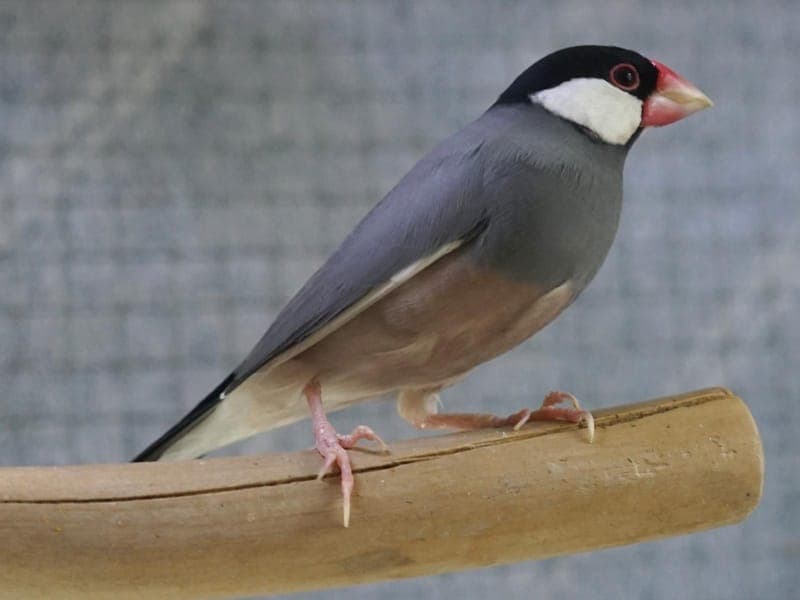 Tootoo - Vogel zur Adoption aus Hamburger Tierschutzverein