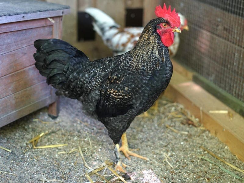 Udo - Vogel zur Adoption aus Hamburger Tierschutzverein