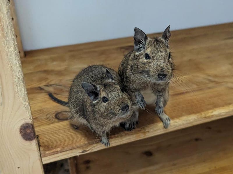 Unsere Degu-Jungs - Kleintier zur Adoption aus Hamburger Tierschutzverein