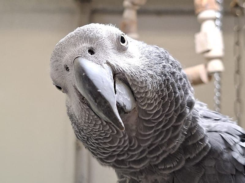 Unsere Grauen - Vogel zur Adoption aus Hamburger Tierschutzverein