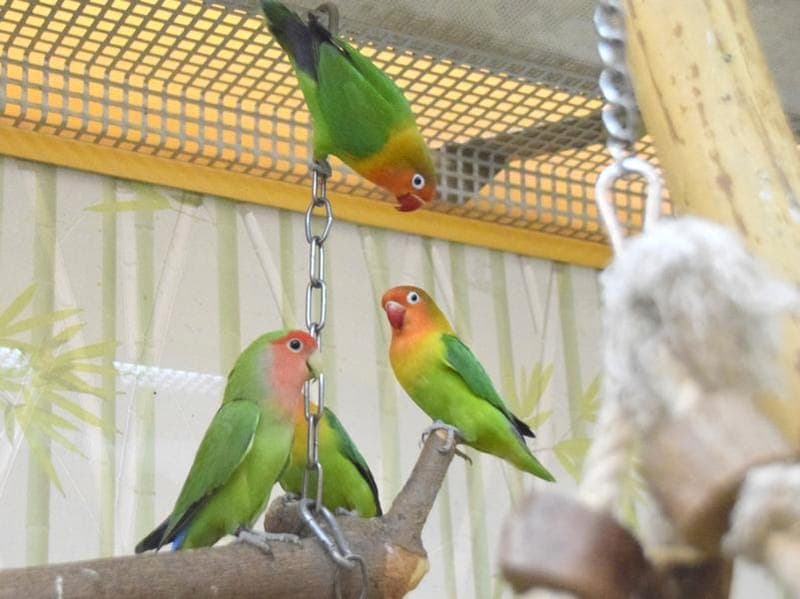 Unsere Unzertrennlichen - Vogel zur Adoption aus Hamburger Tierschutzverein