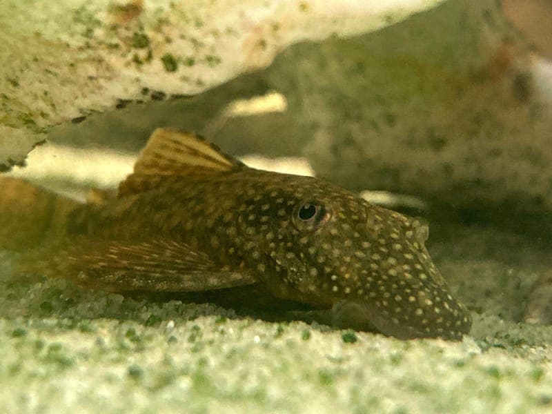 Unsere zauberhaften Zierfische - Exot zur Adoption aus Hamburger Tierschutzverein