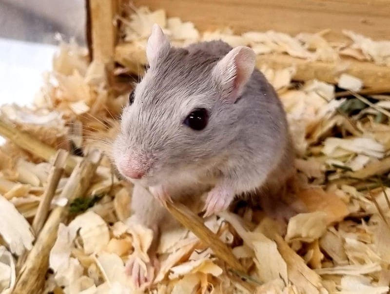 Vladi - Kleintier zur Adoption aus Hamburger Tierschutzverein