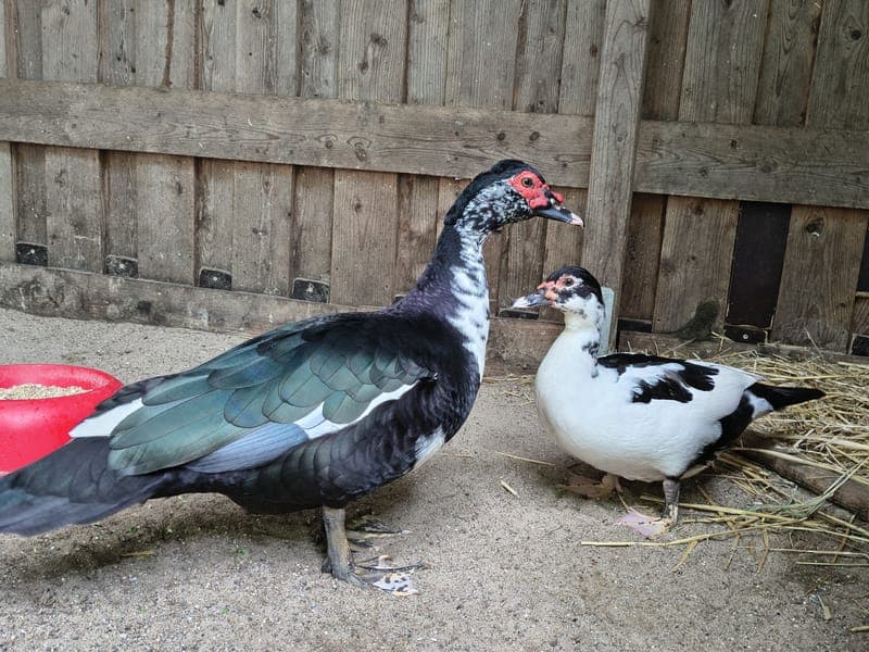 Warzi & Frikadelle - Vogel zur Adoption aus Hamburger Tierschutzverein