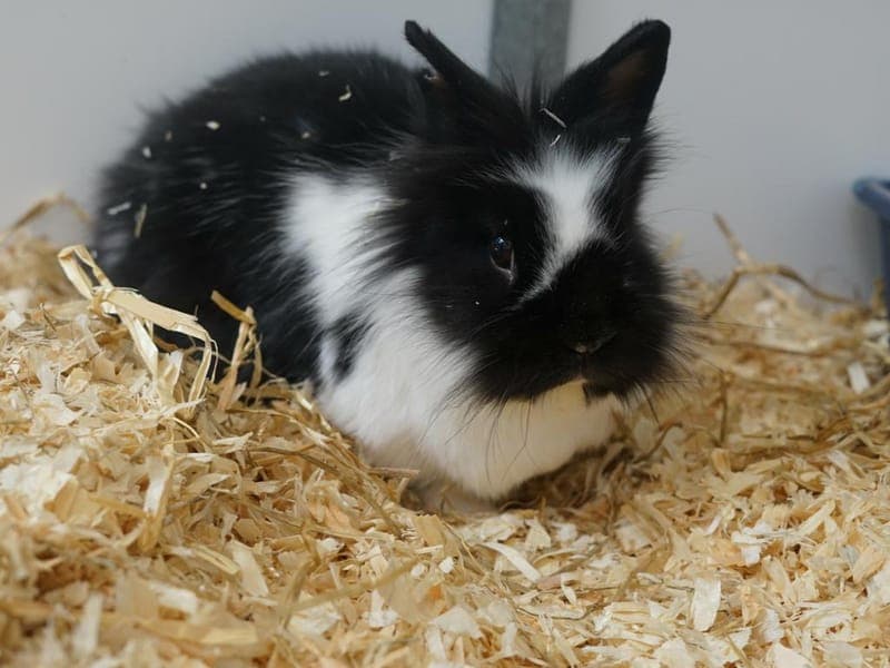 Wuschel - Kleintier zur Adoption aus Hamburger Tierschutzverein