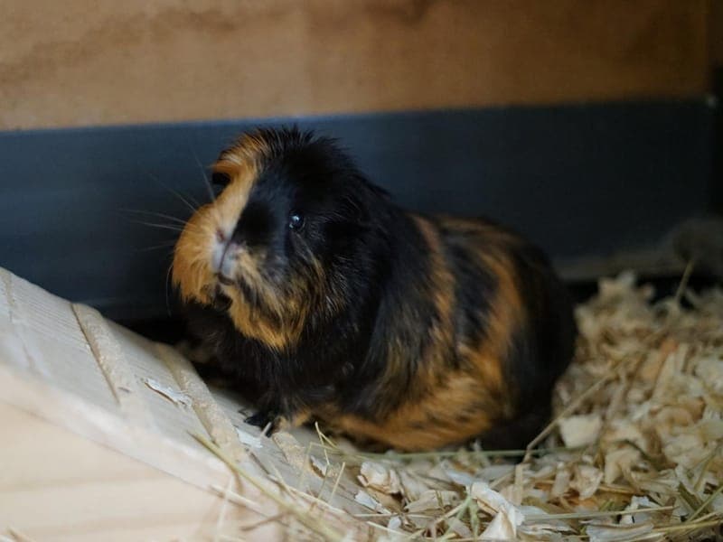 Wuschel - Kleintier zur Adoption aus Hamburger Tierschutzverein