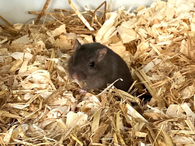Yuki - Kleintier zur Adoption aus Hamburger Tierschutzverein