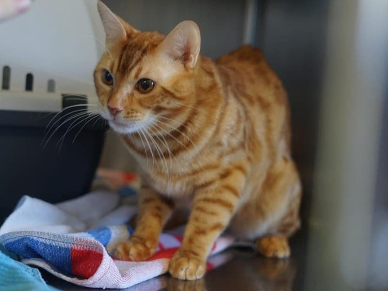 Yukon - Katze zur Adoption aus Hamburger Tierschutzverein