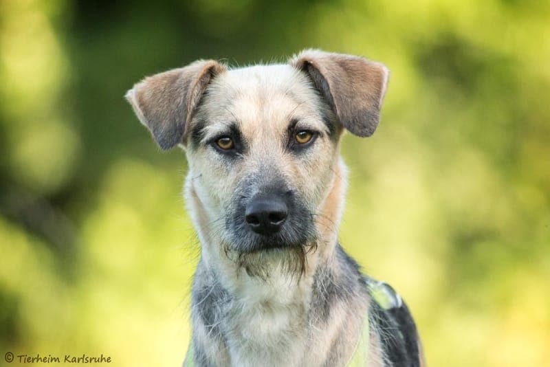 Aily - Hund zur Adoption aus Tierheim Karlsruhe