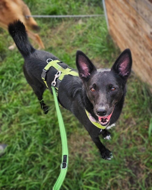 Alleya - Hund zur Adoption aus Tierheim Karlsruhe