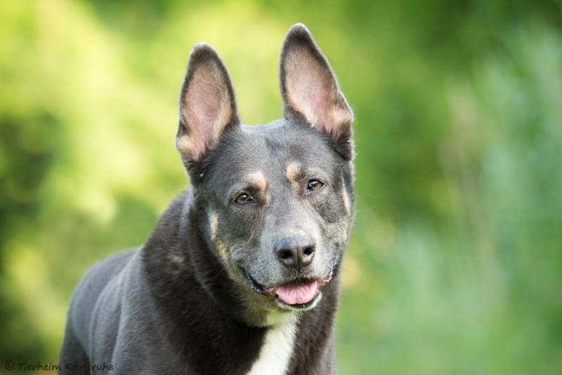 Amy - Hund zur Adoption aus Tierheim Karlsruhe