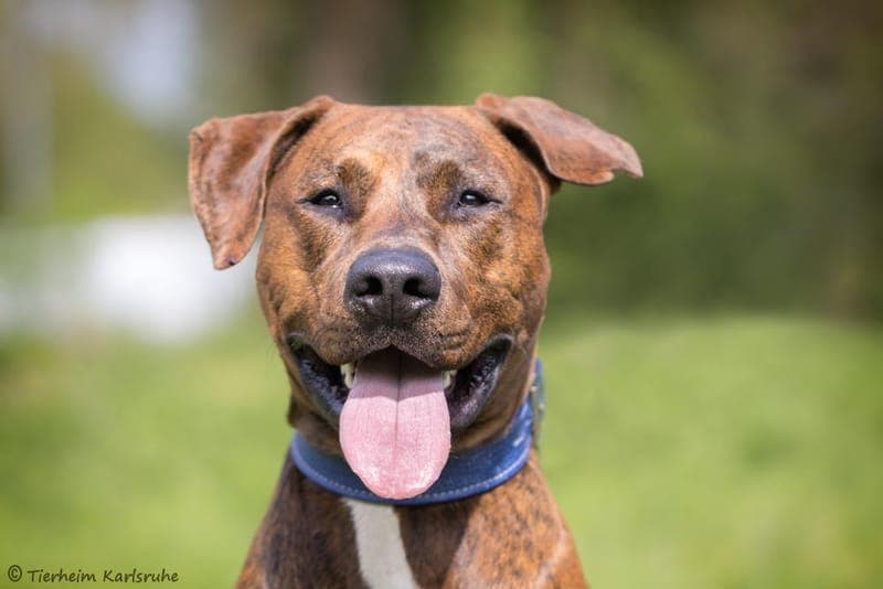 Archi - Hund zur Adoption aus Tierheim Karlsruhe