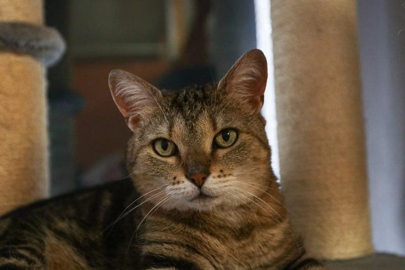 Aurora - Katze zur Adoption aus Tierheim Karlsruhe