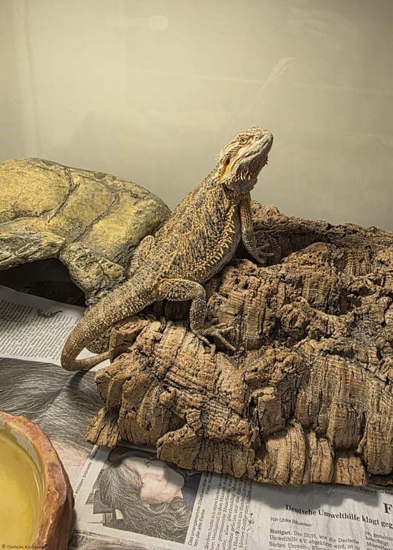 Bartagame – Claire - Exot zur Adoption aus Tierheim Karlsruhe