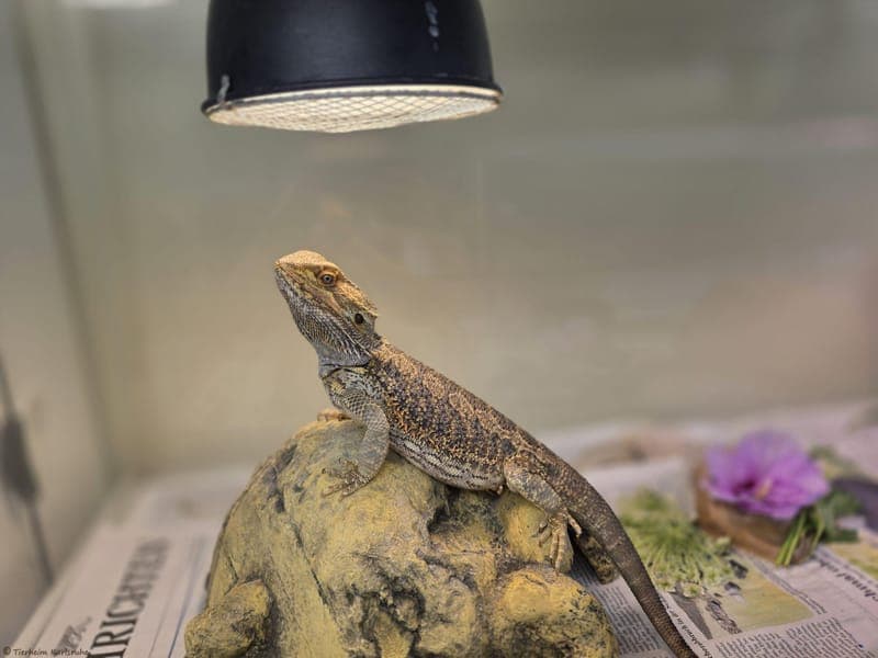 Bartagame – Crispy - Exot zur Adoption aus Tierheim Karlsruhe