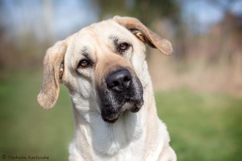 Bonnie - Hund zur Adoption aus Tierheim Karlsruhe