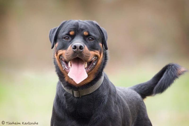 Chico - Hund zur Adoption aus Tierheim Karlsruhe