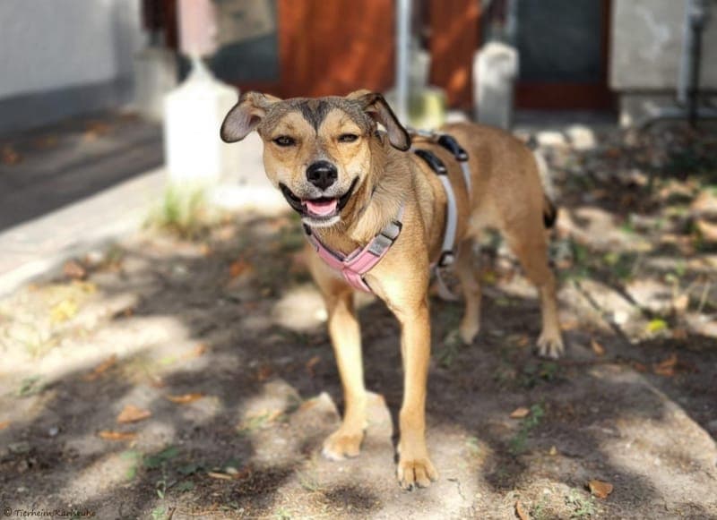 Demi - Hund zur Adoption aus Tierheim Karlsruhe