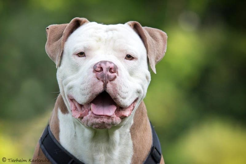 Dicker - Hund zur Adoption aus Tierheim Karlsruhe