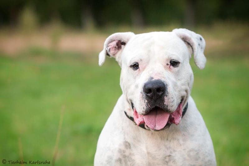 Diego - Hund zur Adoption aus Tierheim Karlsruhe