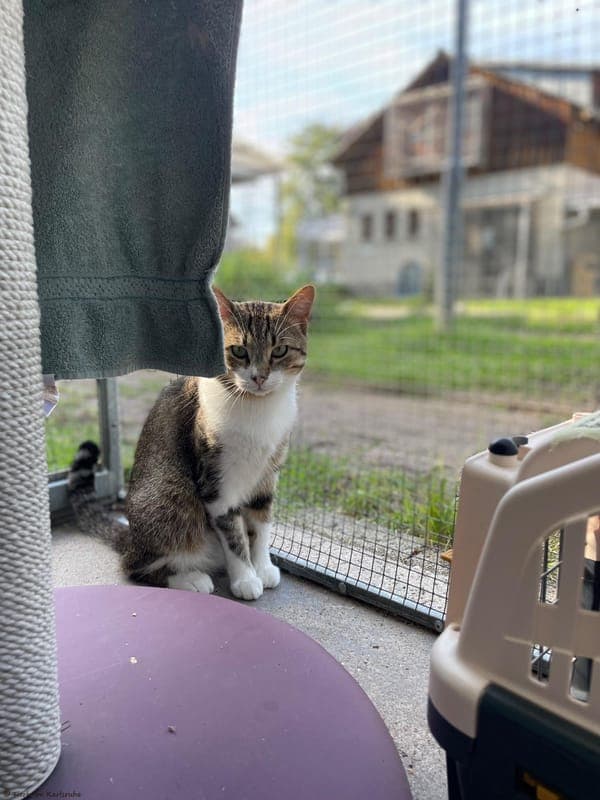Donaldund Tarzan - Katze zur Adoption aus Tierheim Karlsruhe