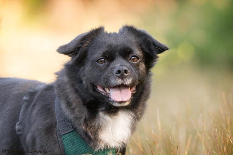 El Chabby - Hund zur Adoption aus Tierheim Karlsruhe