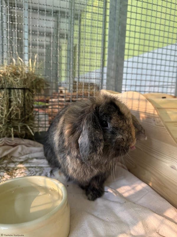 Fenix - Kleintier zur Adoption aus Tierheim Karlsruhe