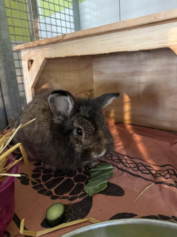 Fuchur - Kleintier zur Adoption aus Tierheim Karlsruhe