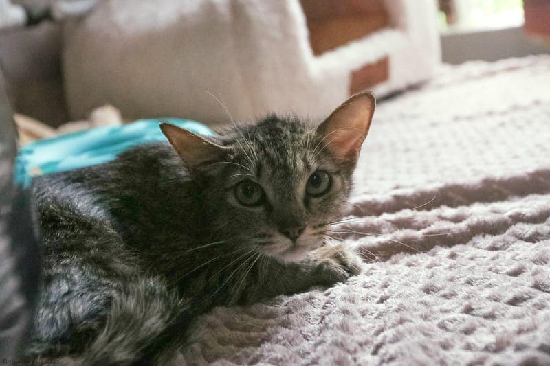 Gigi - Katze zur Adoption aus Tierheim Karlsruhe